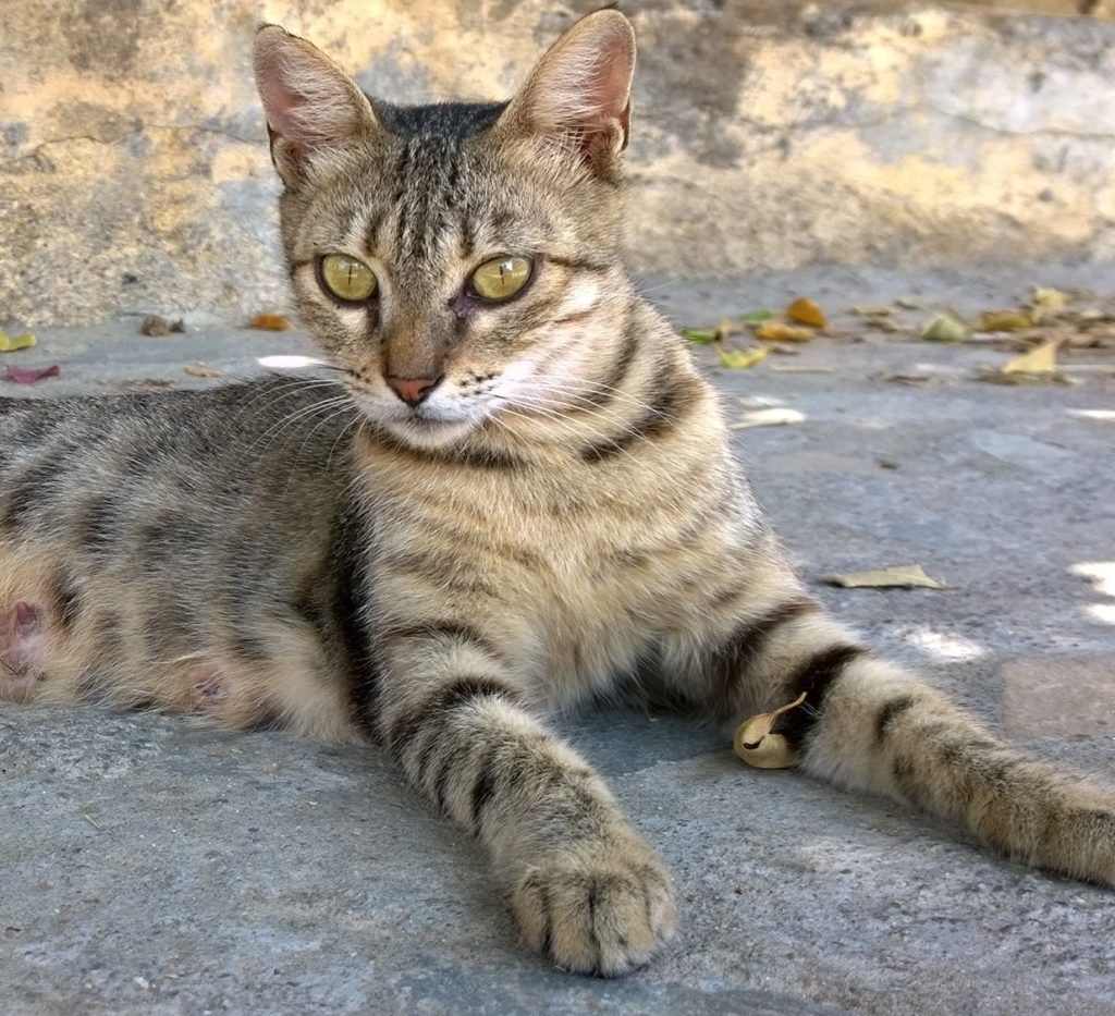 Cute Greek Cat